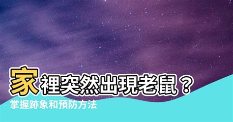 家裡突然出現老鼠|家裡有老鼠怎麼處理？如何有效杜絕鼠患